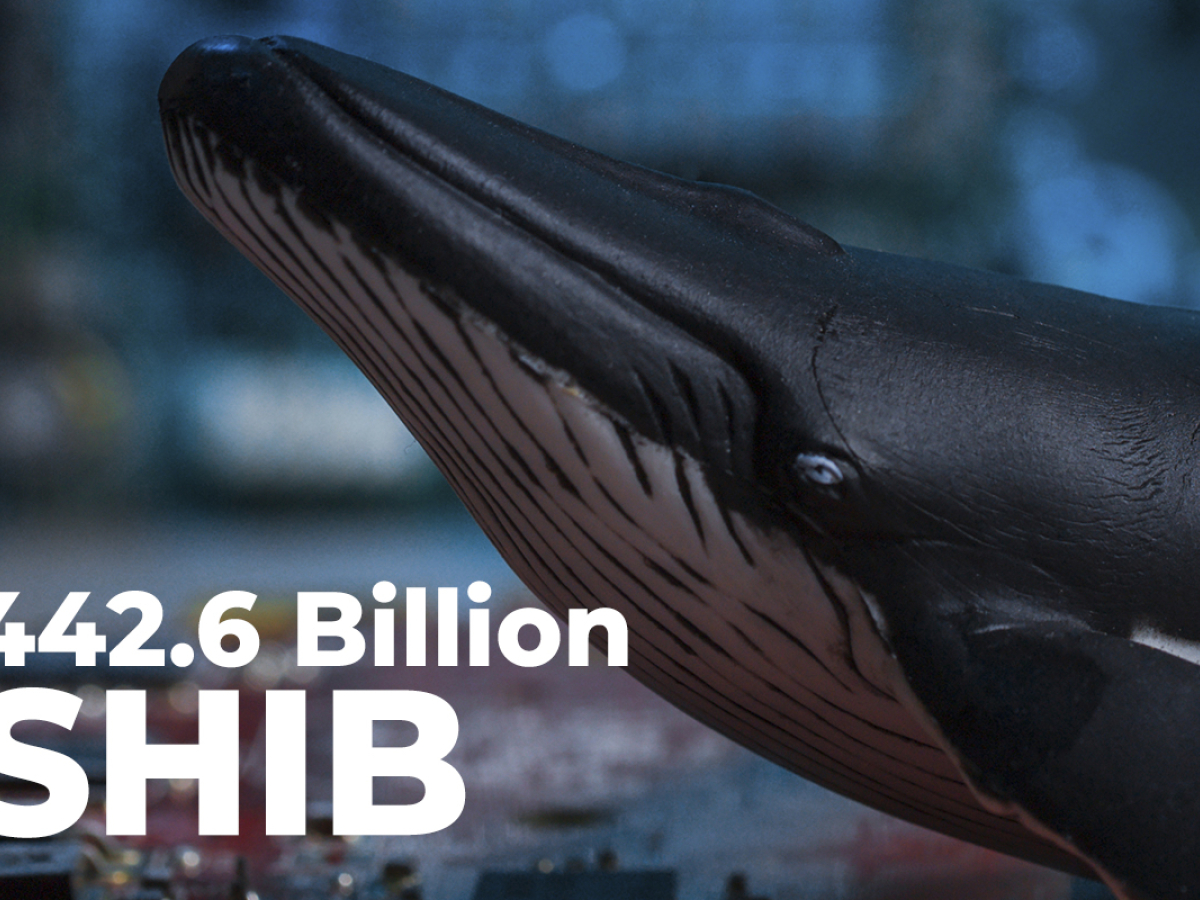 SHIB Whale Buys 442 6 Billion Shiba Inu In Single Transfer Details