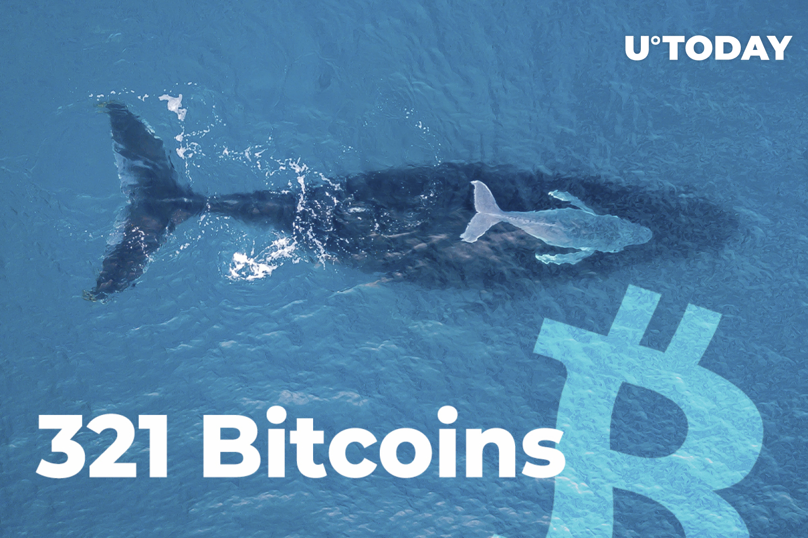 Whale Grabs 321 Bitcoins While BTC Is Dropping Holds 111 794 BTC In Total