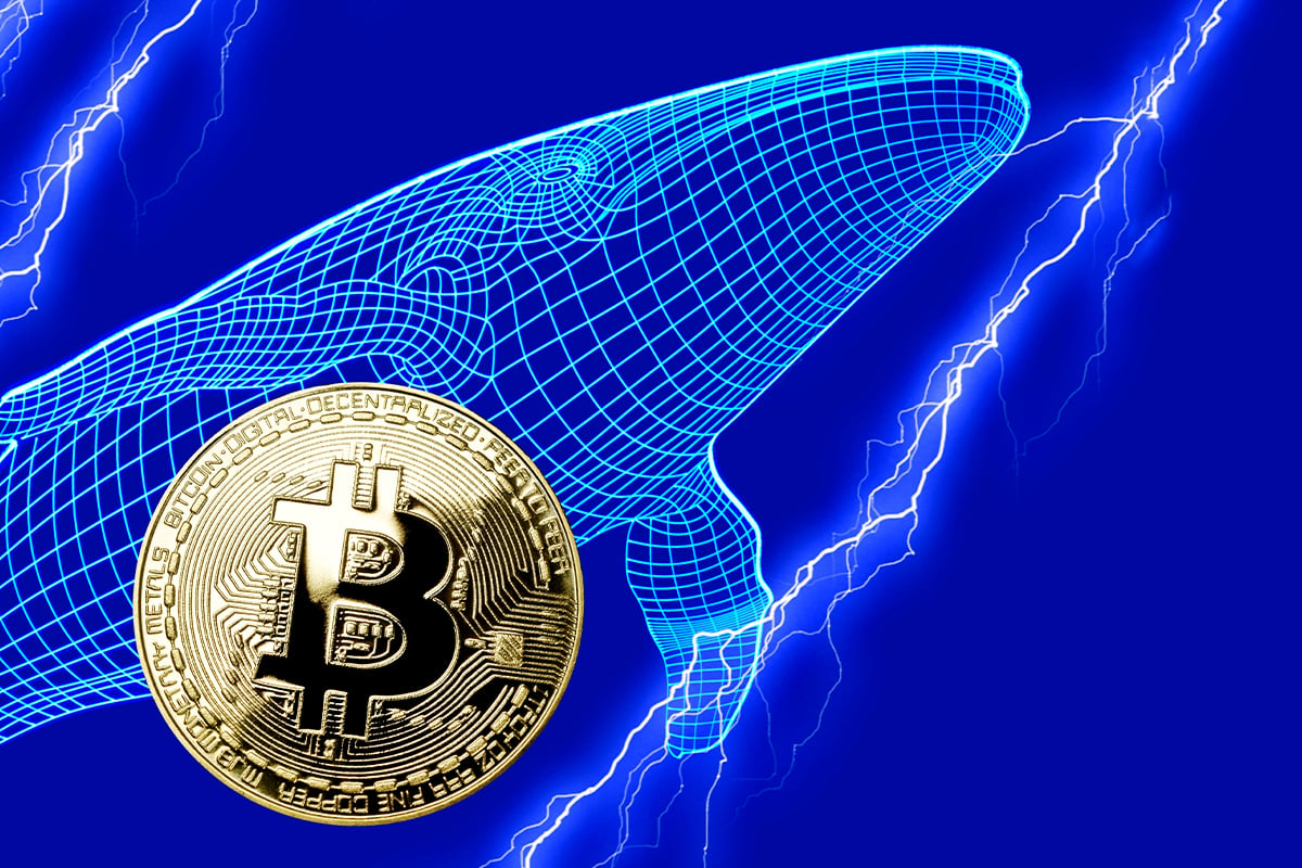 Bitcoin Whales Buying Activity On Rise With 254 New Whales Entering Market