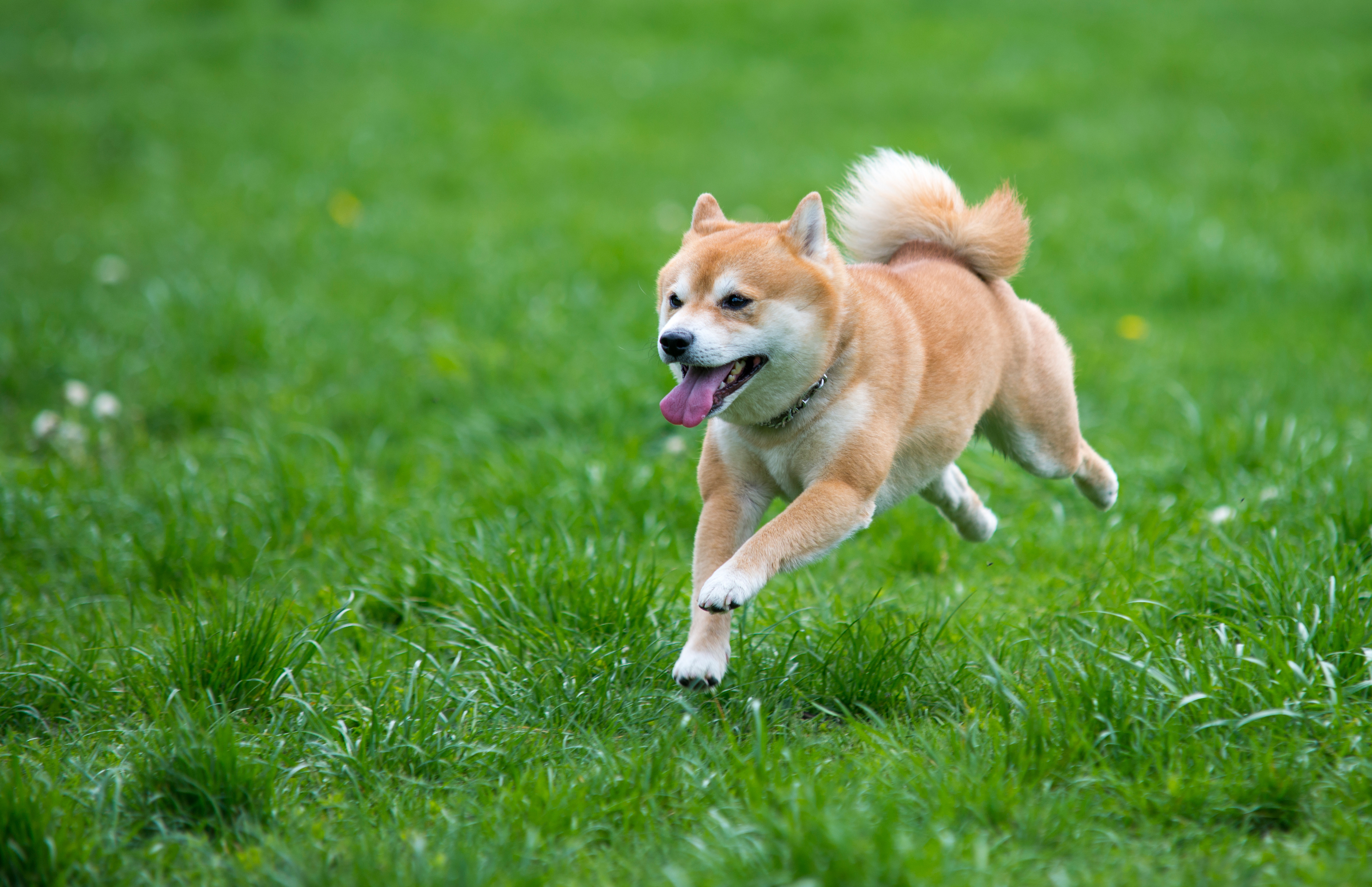 Shiba Inu (SHIB) Surpasses Ether by Trading Volume Amid Explosive Rally