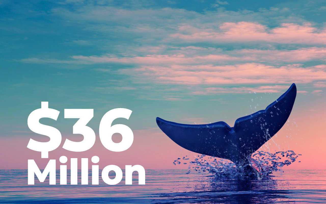 New SHIB Whale Buys Dip With $36 Million Entry