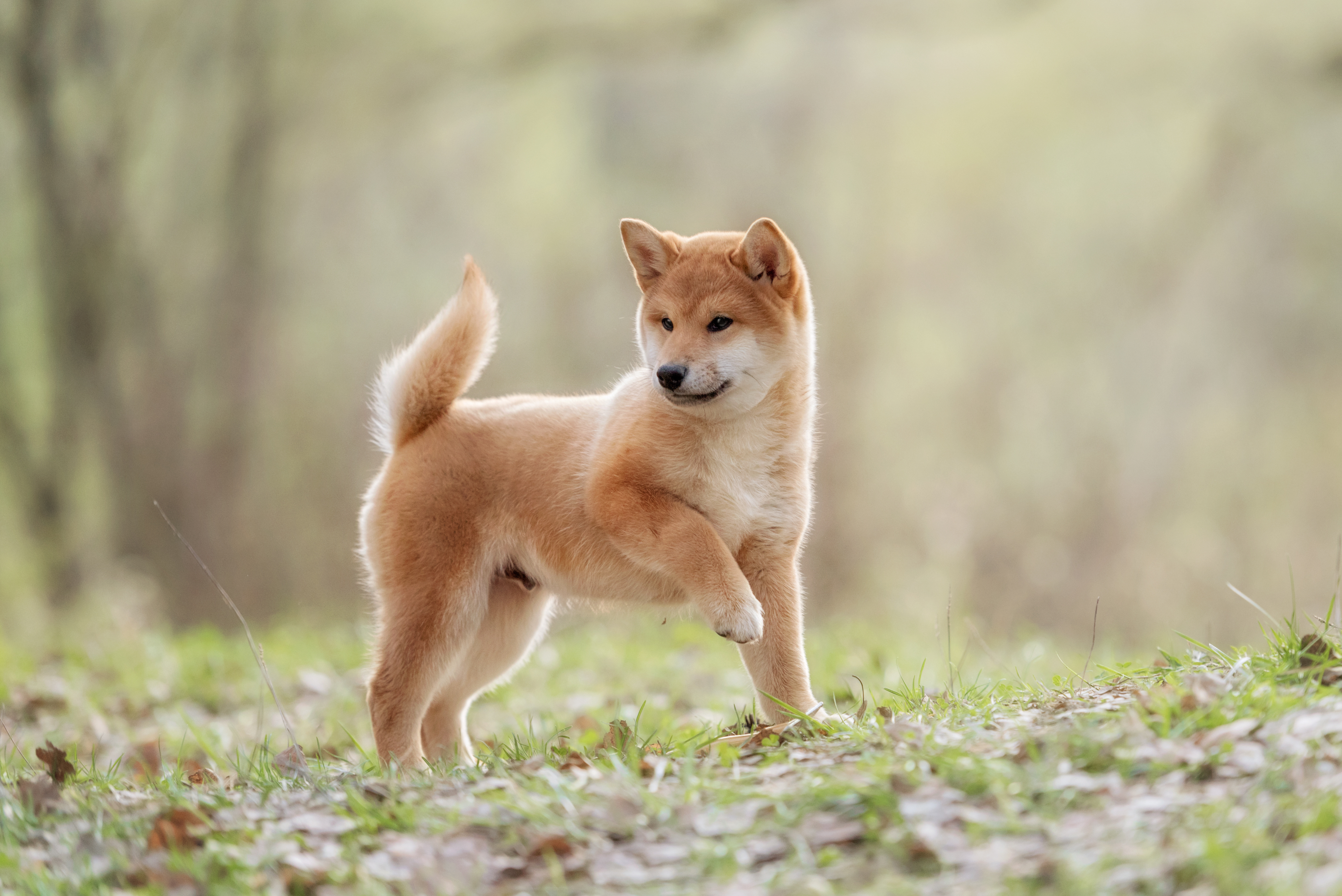 Shiba Inu Investor Who Turned $8K Into $5.7 Billion Starts Moving SHIB Tokens