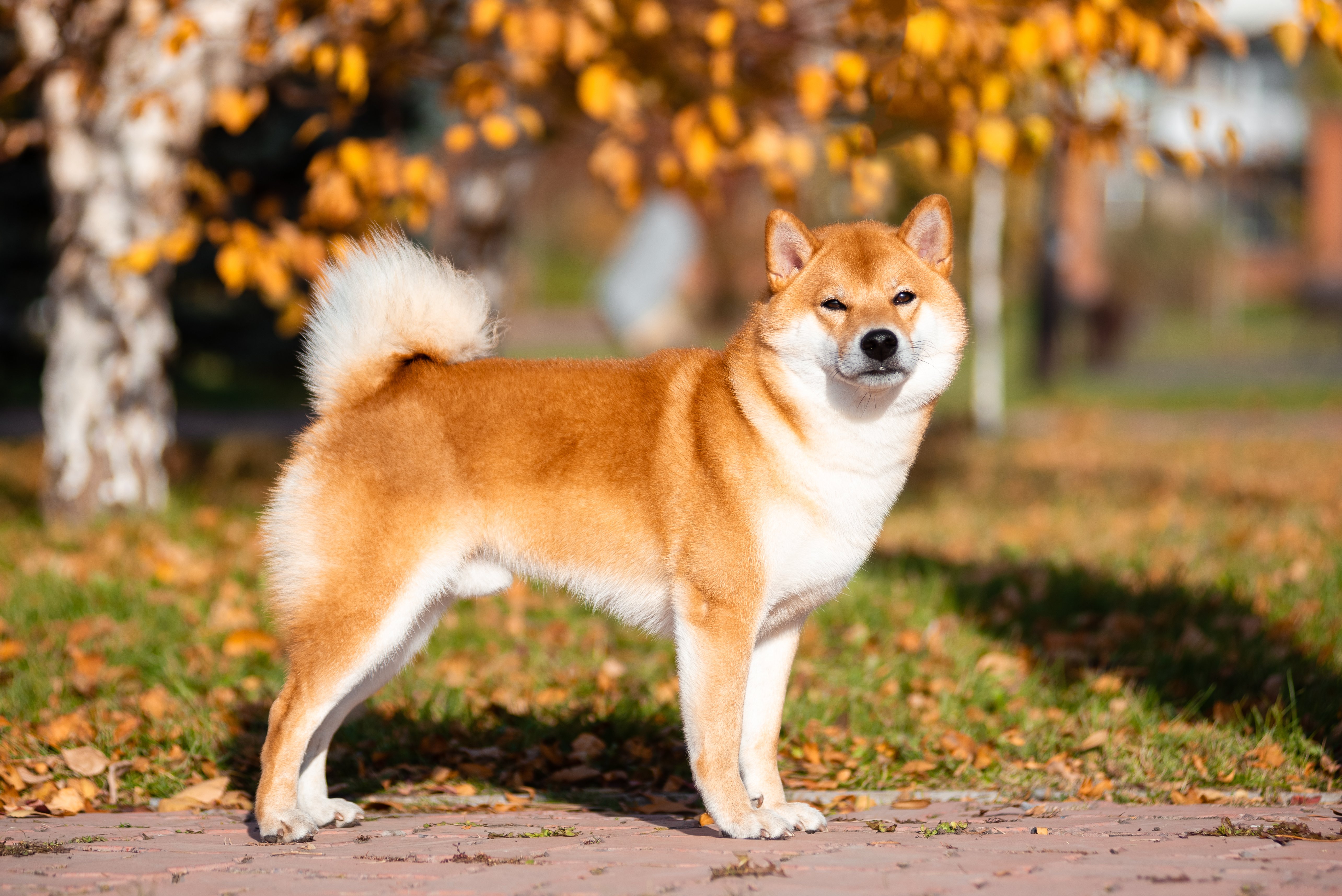 "Dogecoin Killer" Shiba Inu Integrated by One of Leading Crypto Payment Processors