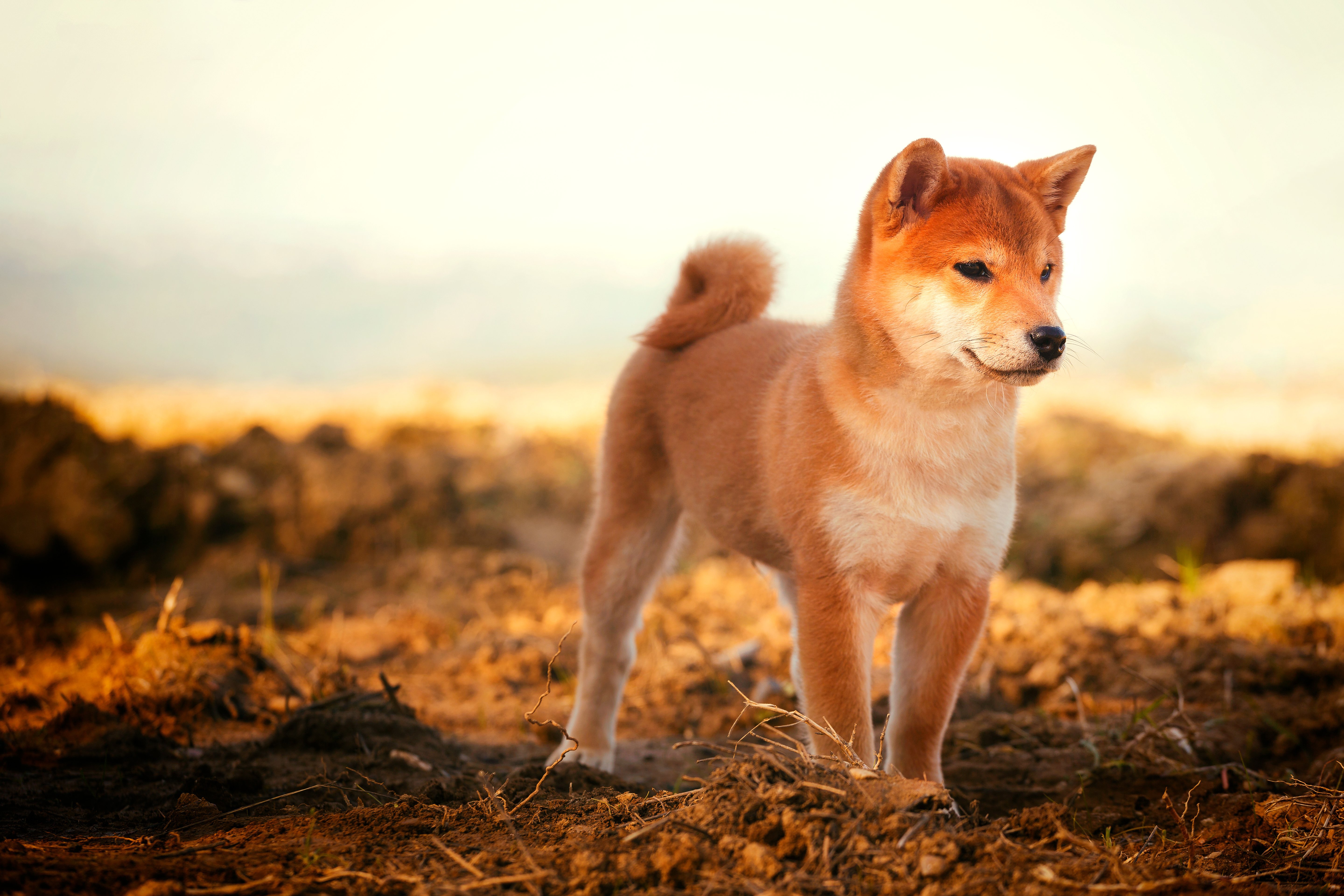 Dicey Shiba Inu Bet Turns Supermarket Worker Into Millionaire