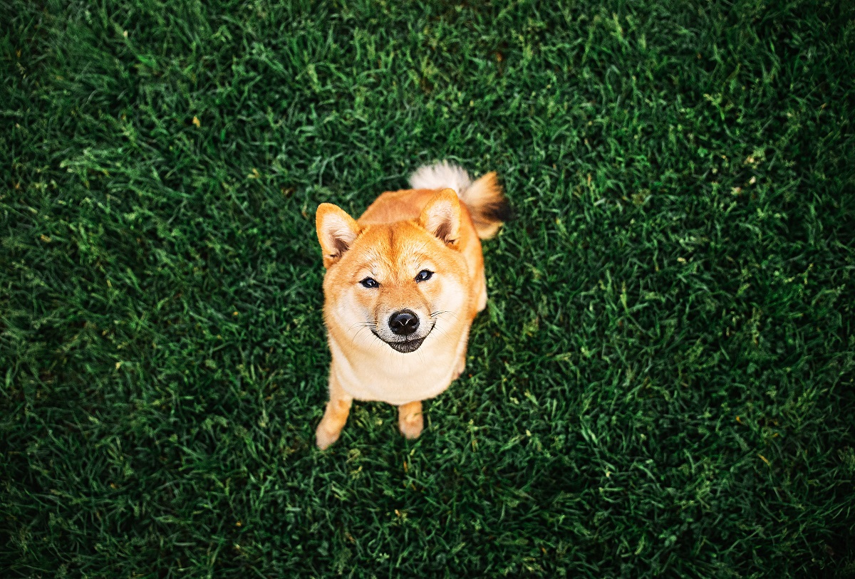 Shiba Inu (SHIB) Shines in Sea of Red