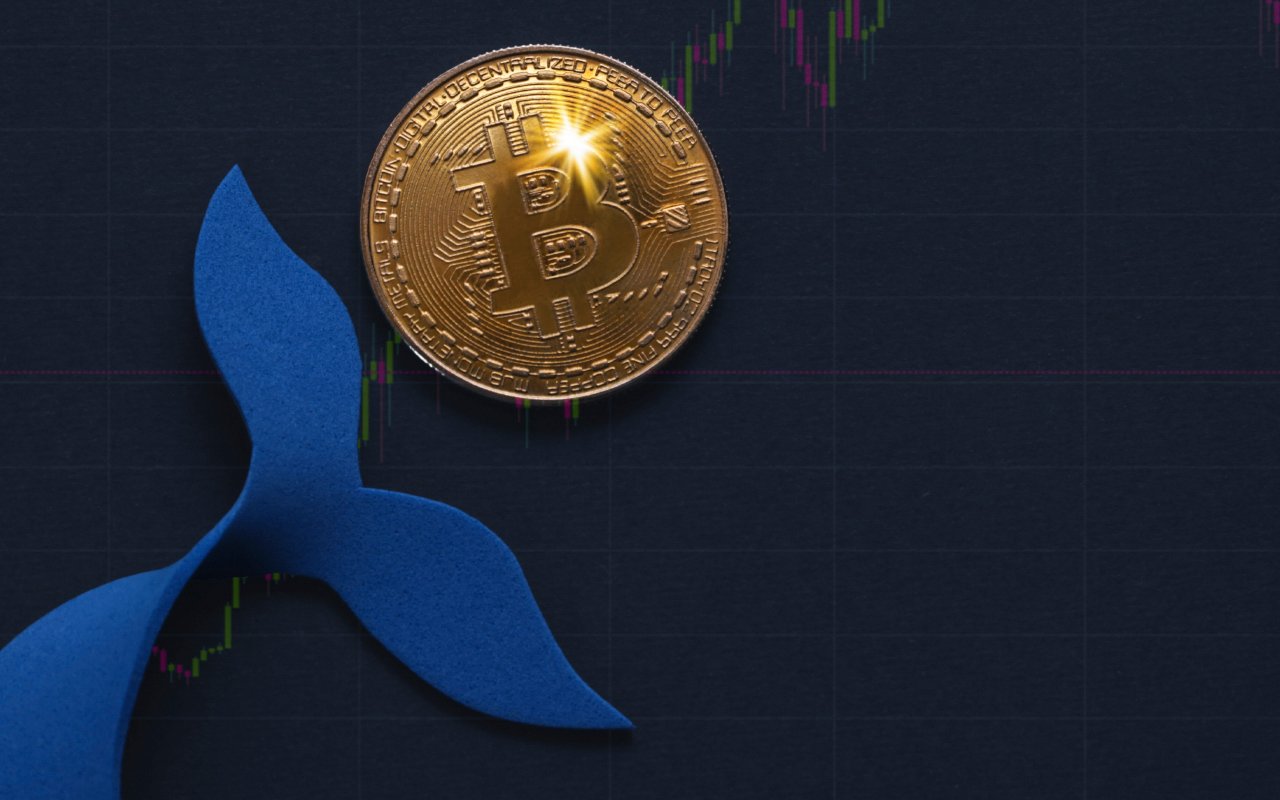 Bitcoin Whales Accumulated $3.3 Billion Worth Of Coins During This Market Dip