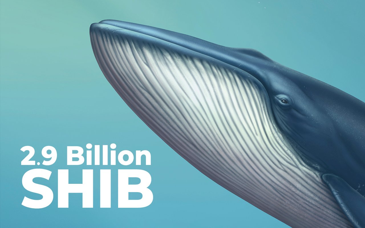 SHIB Whale Adds 2.9 Billion SHIB to His 31.3 Billion Holdings