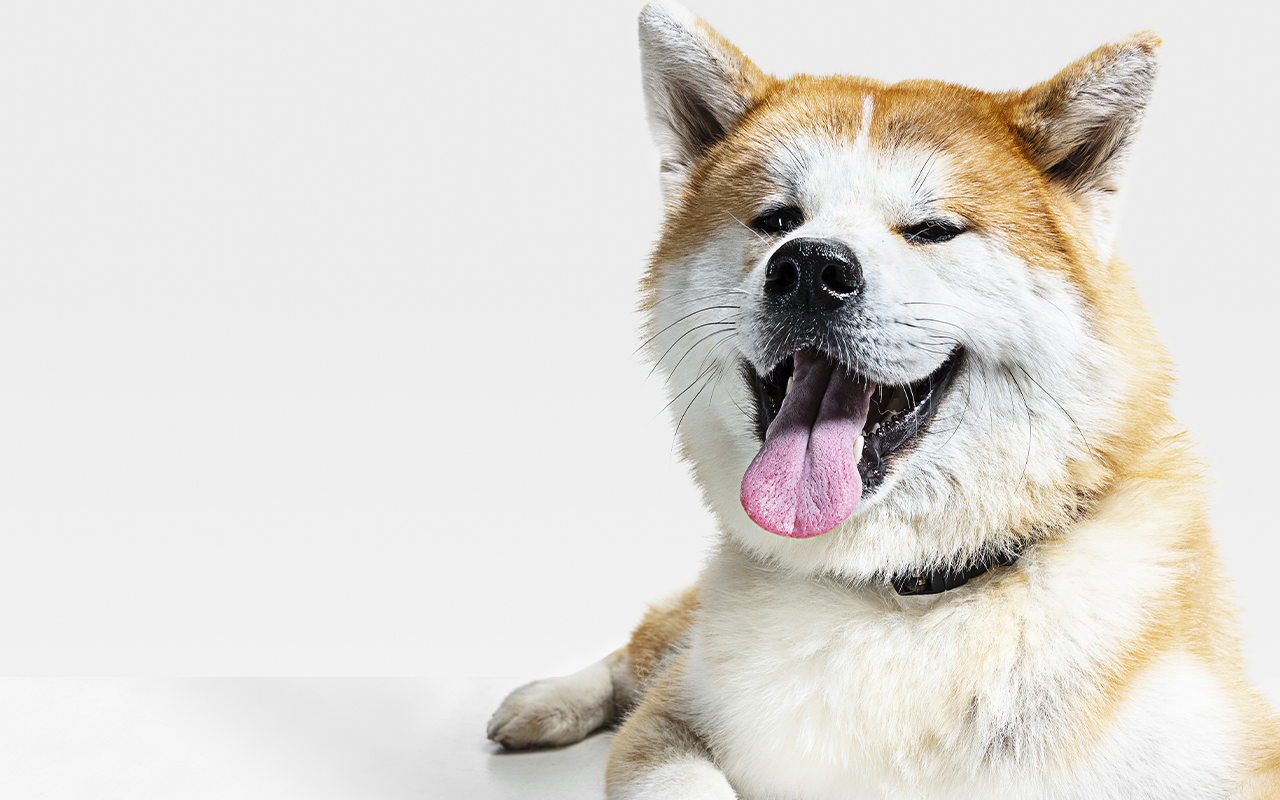 Dogecoin Cofounder Slams Doge Holders That Try to Ruin Community from Inside
