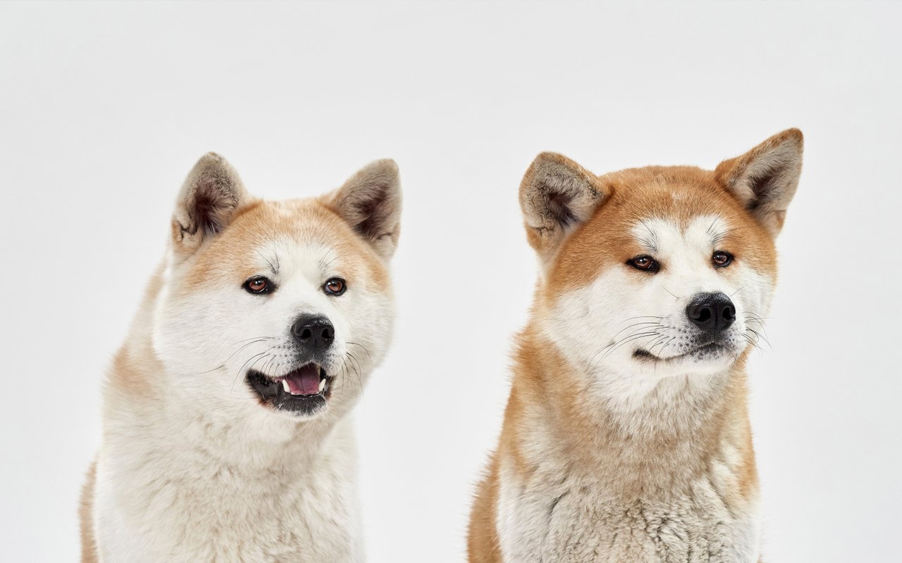 Shiba Inu Whales Increase Their Average Holdings For 28%