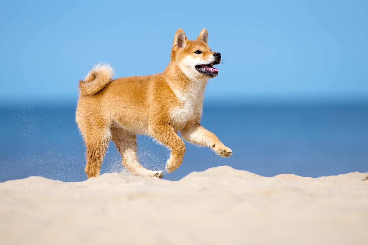 Dogecoin Killer Shiba Inu Can Now Be Used for Booking Over 2 Million Hotels