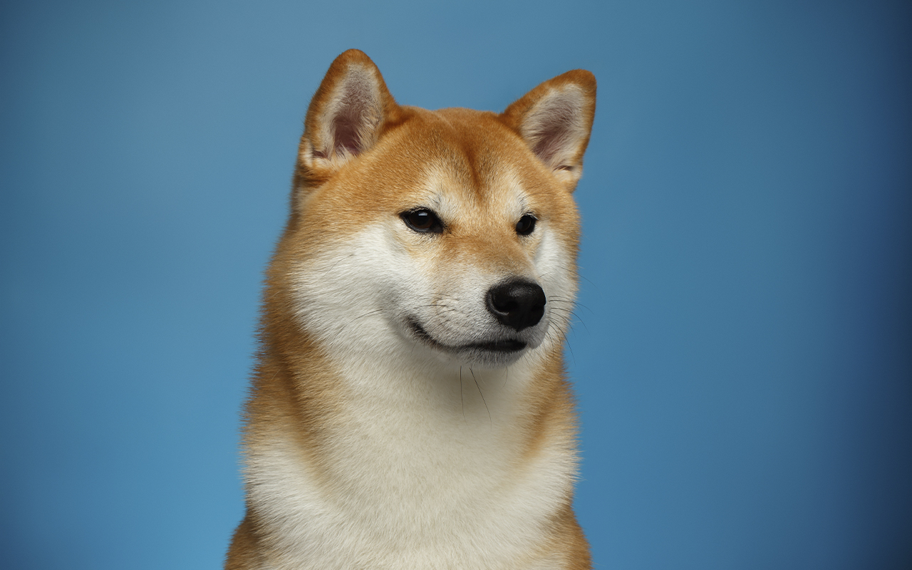 Shiba Inu and Dogecoin Profitability Evened Out: Here’s Why