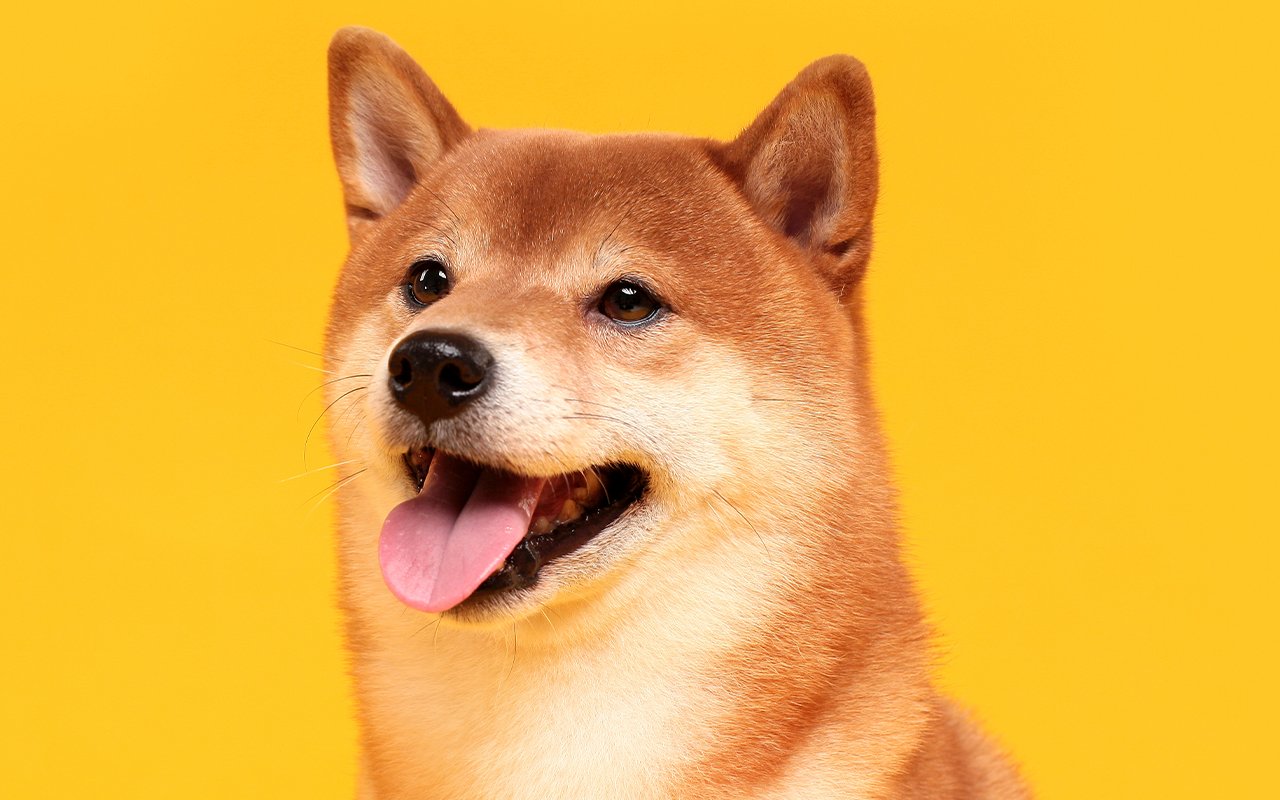 Shiba Inu Price Sets for 2022 Move as 9 Businesses Join the SHIB Burn Pledge