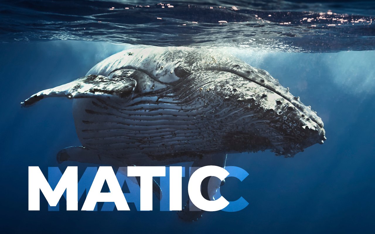 Ethereum Whale With 38 Trillion SHIB Buys 1.3 million MATIC Tokens