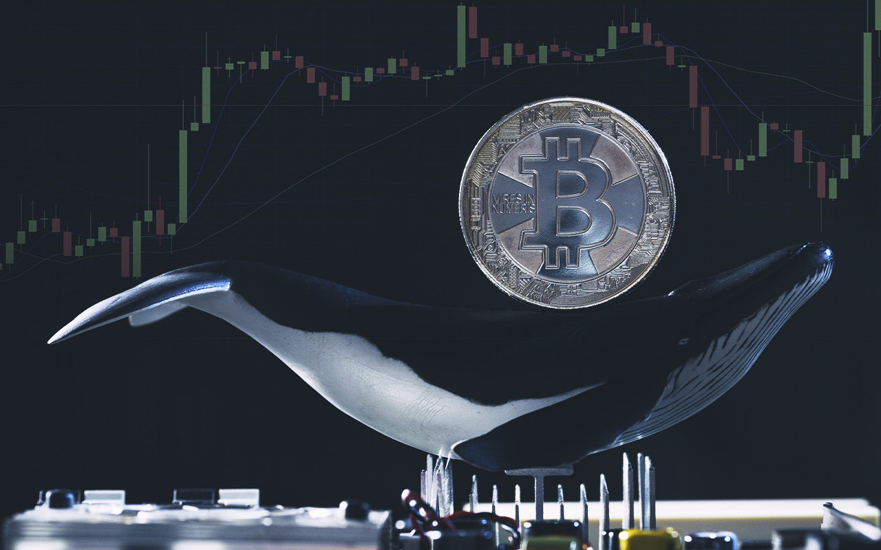 Over 5,300 BTC Bought by Three of the Largest Bitcoin Whales on January 7