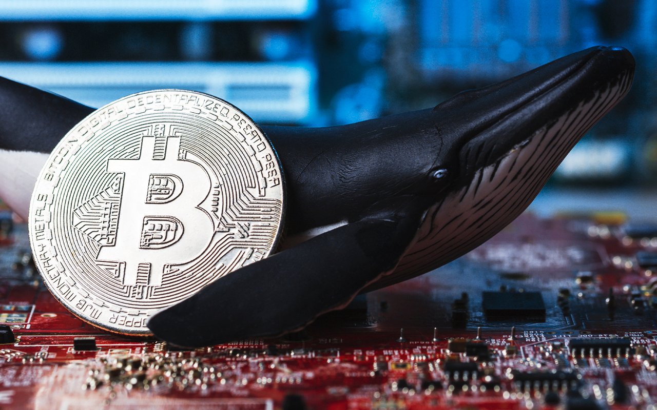Bitcoin Whales Enter Active Accumulation State, On-Chain Data Suggests