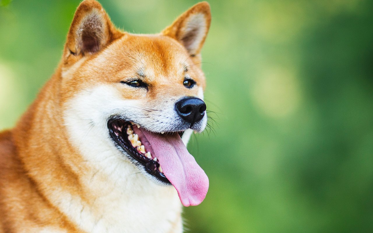 Shiba Inu Price Finally Recovers With More Altcoins Entering Green Zone