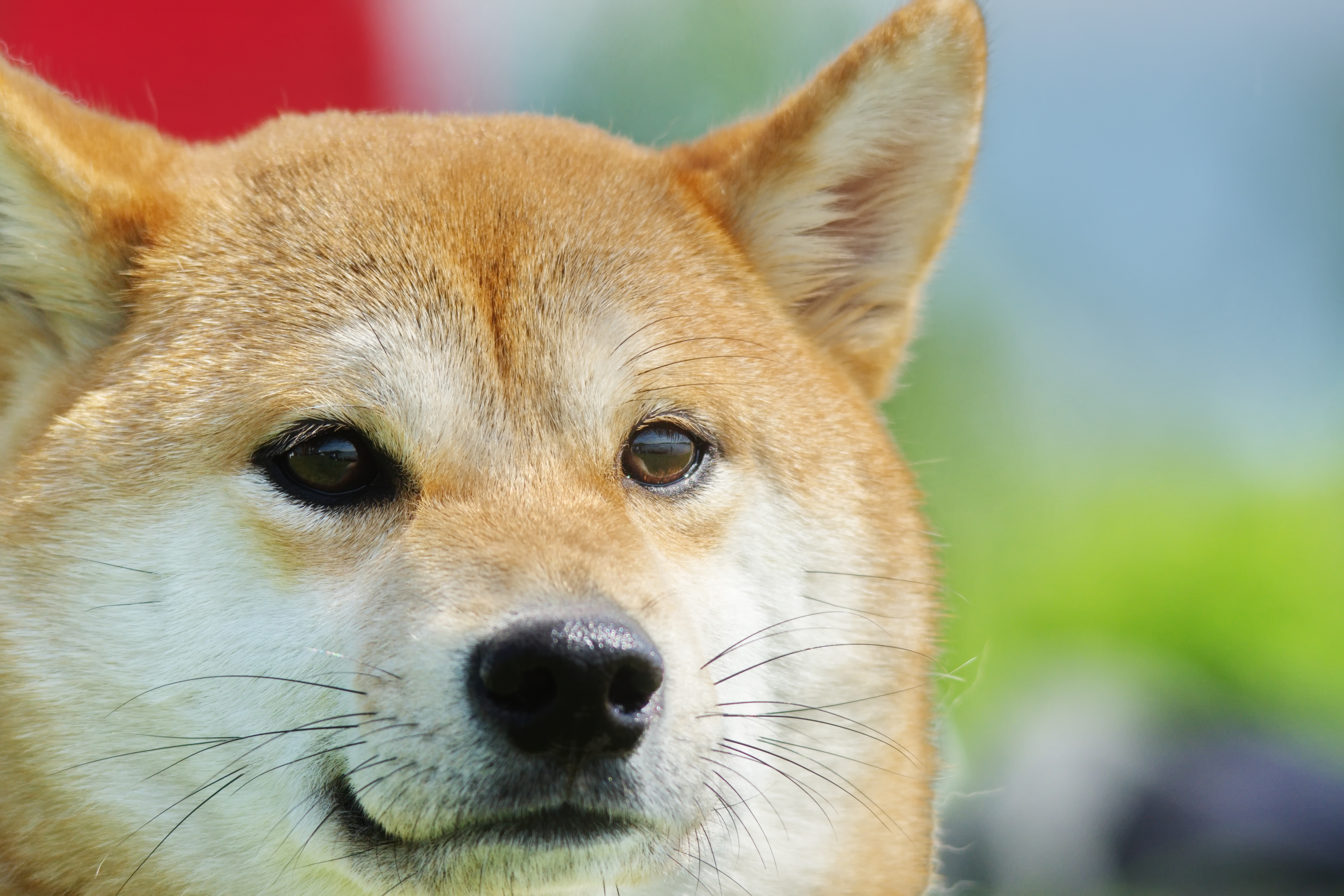 Shiba Inu and Dogecoin Unlikely to Rally in 2022, According to Market Analyst