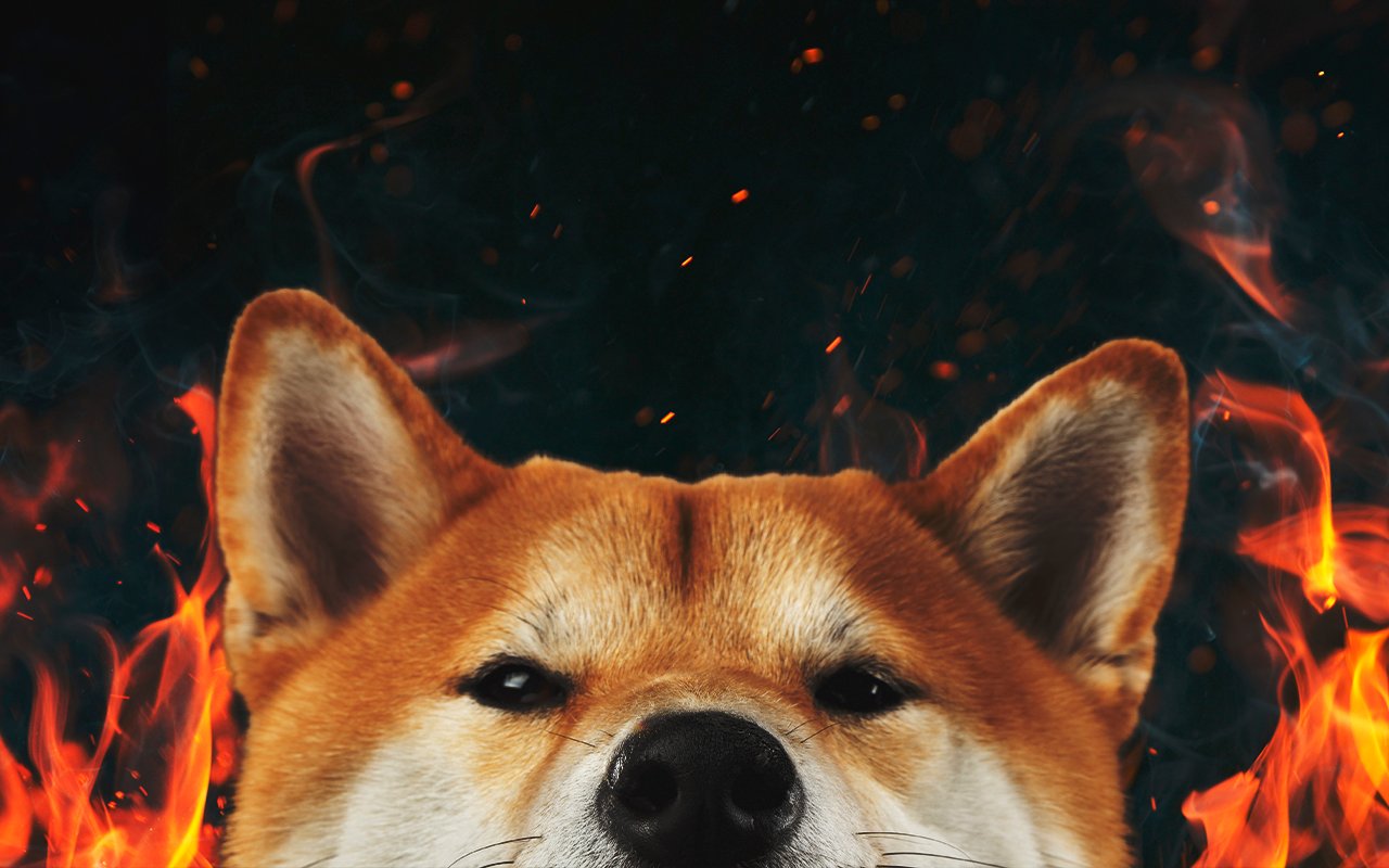 Shiba Inu Burn Portal Gaining Traction with Holders Shortly After Launch