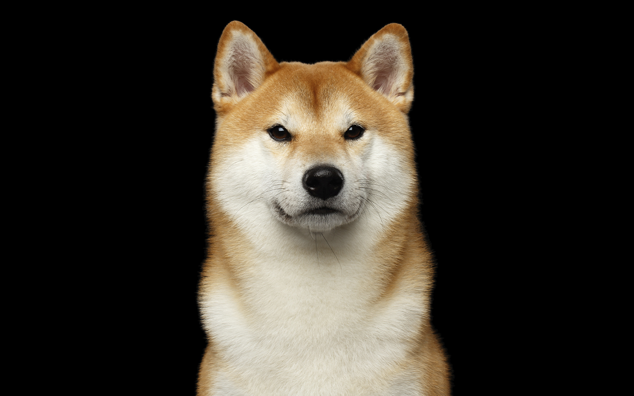 Shiba Inu Can Now Be Used To Purchase Land in SHIB’s Metaverse: Details