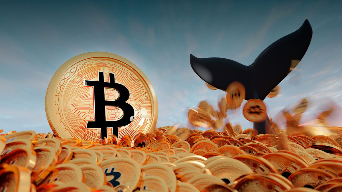 Bitcoin Whales Number Reaches New Local High And Reason Might Be Simple
