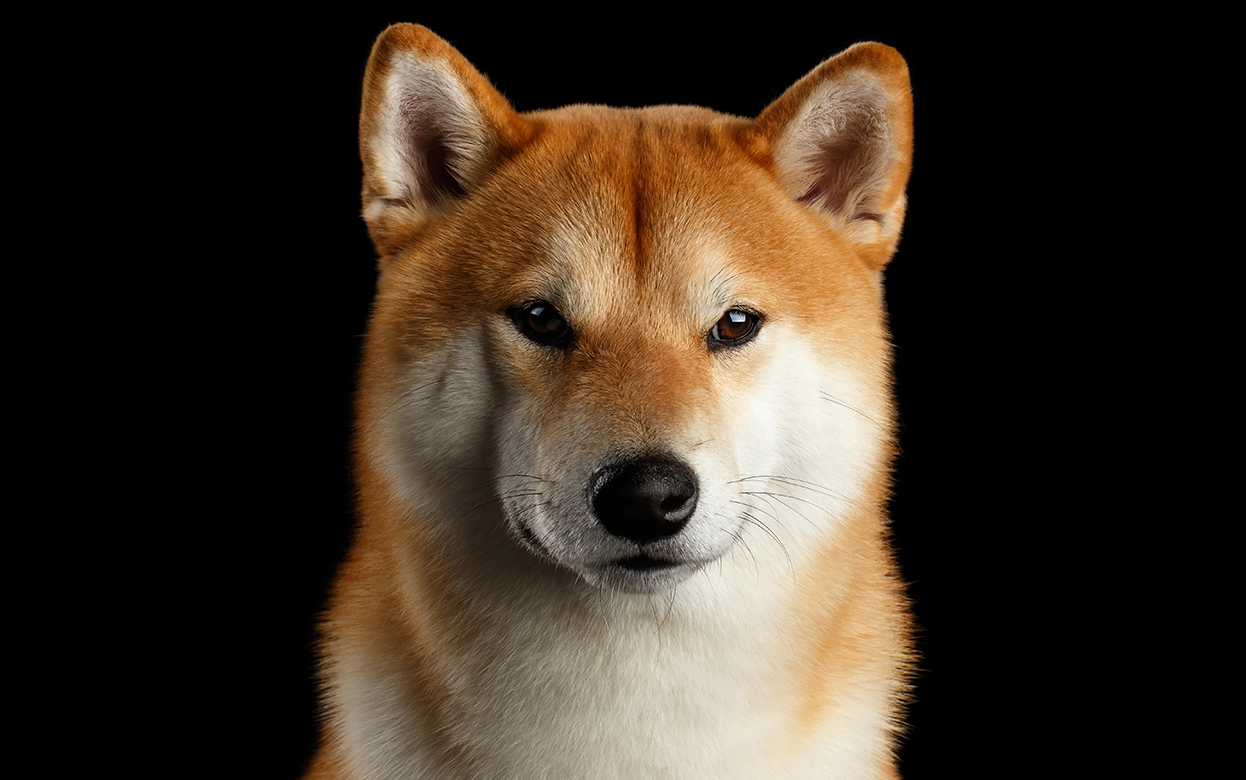 New Shiba Inu (SHIB) Pair to Be Listed by Pantera Capital-Backed Crypto Exchange
