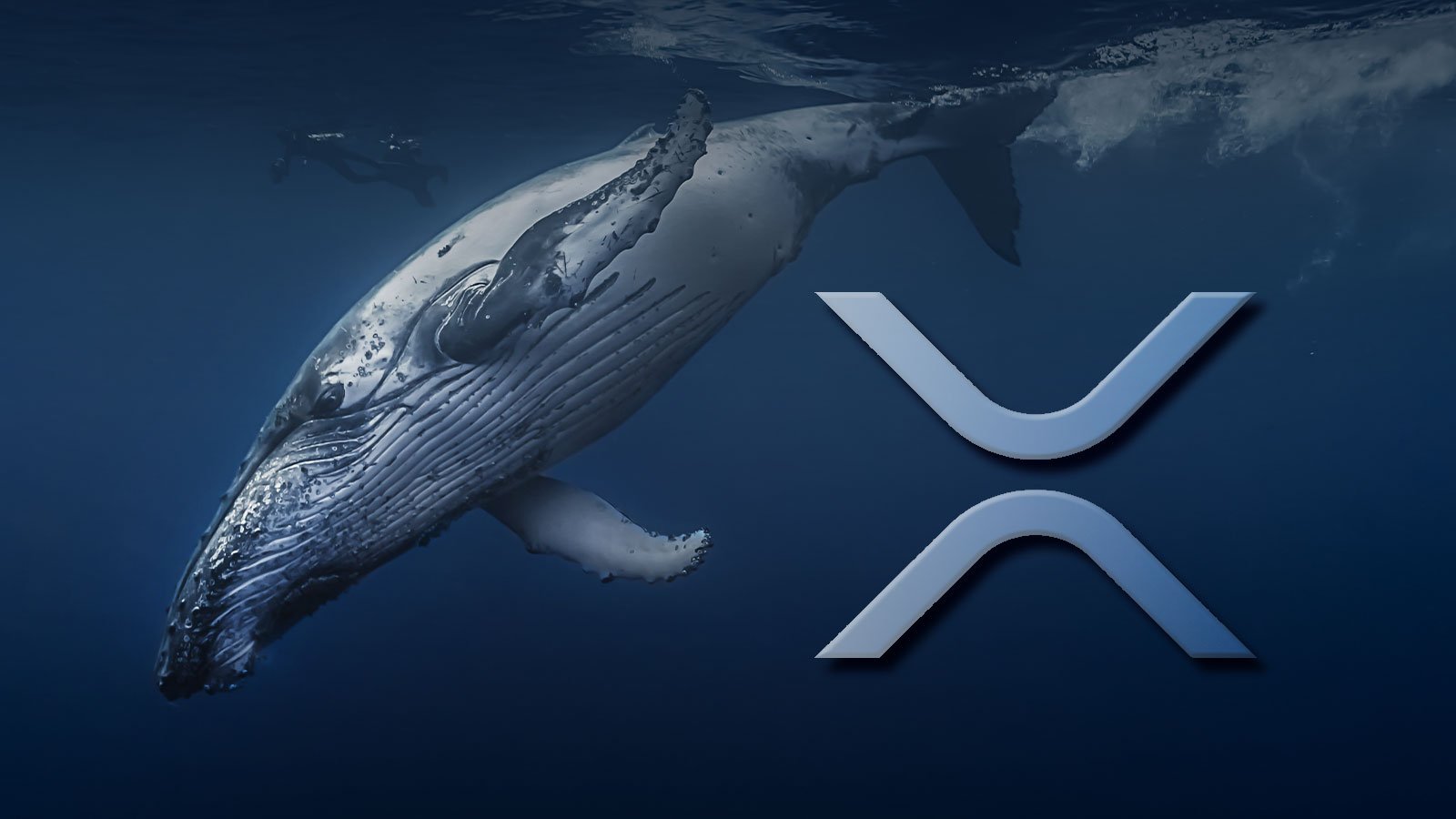 Here's How XRP Whales Have Acted for the Last 2 Years As XRP Sets One-year Record Against Bitcoin