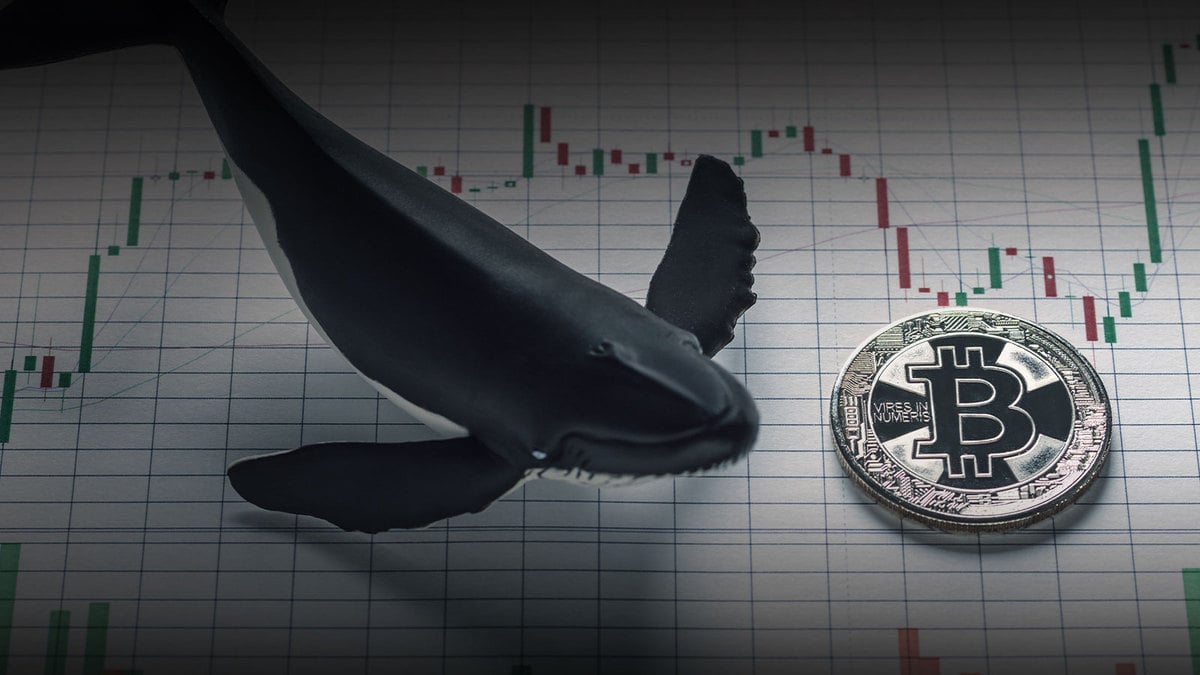 This Bitcoin Whale Knows When to Buy, Holds BTC At $11,200