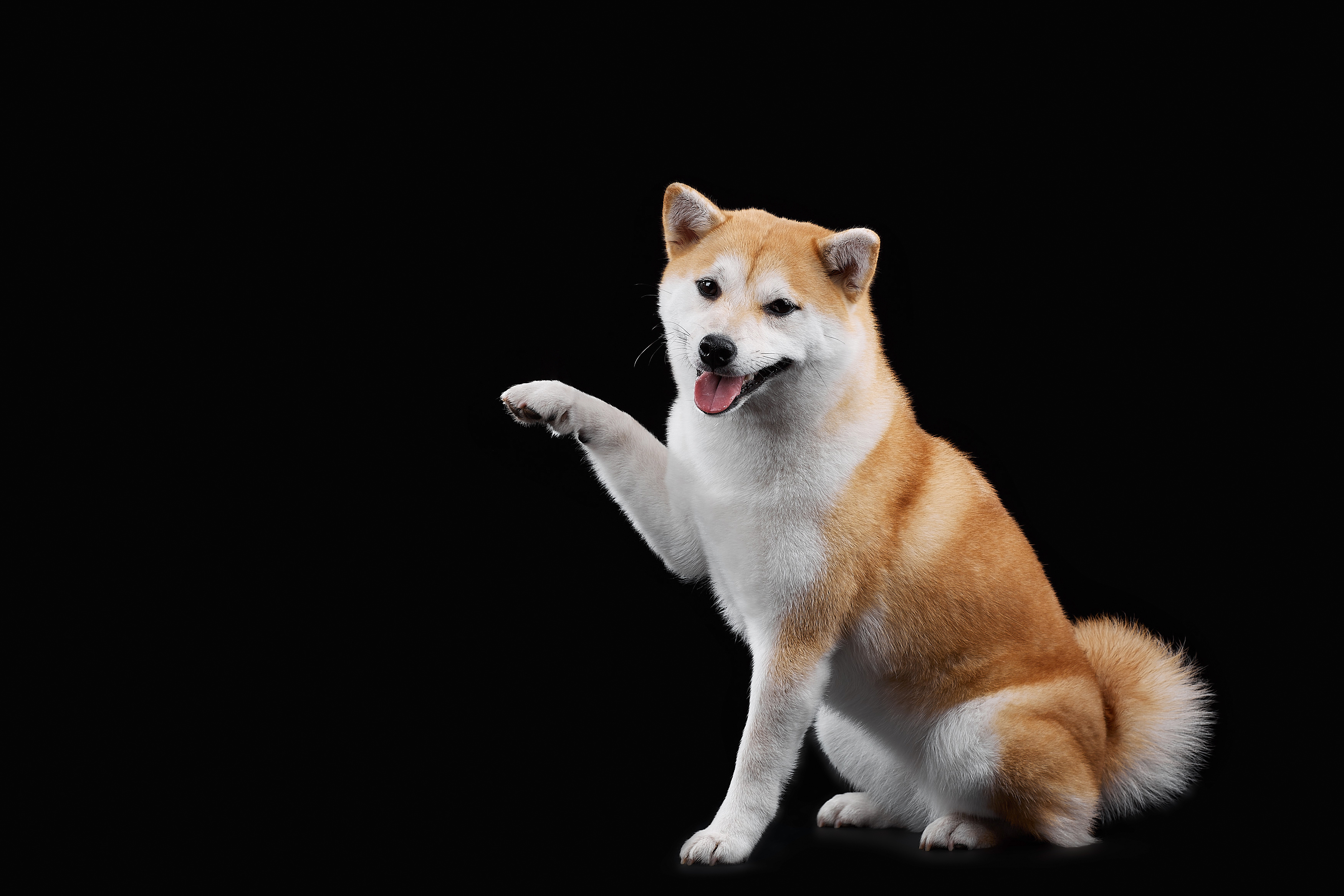 BabyDoge Price Rises as Meme Coin Hits Major Milestone