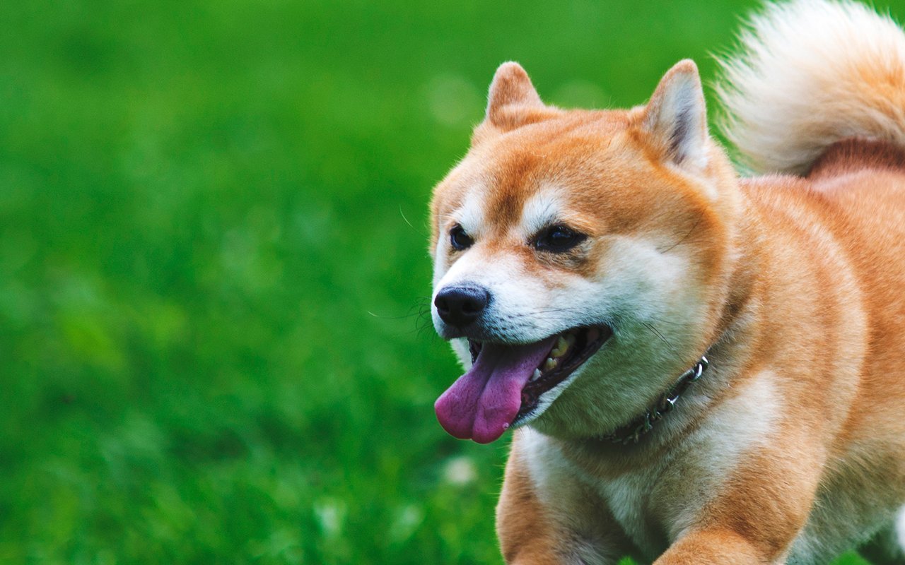 Major Trading Firm Accumulating SHIB Rival NEIRO 