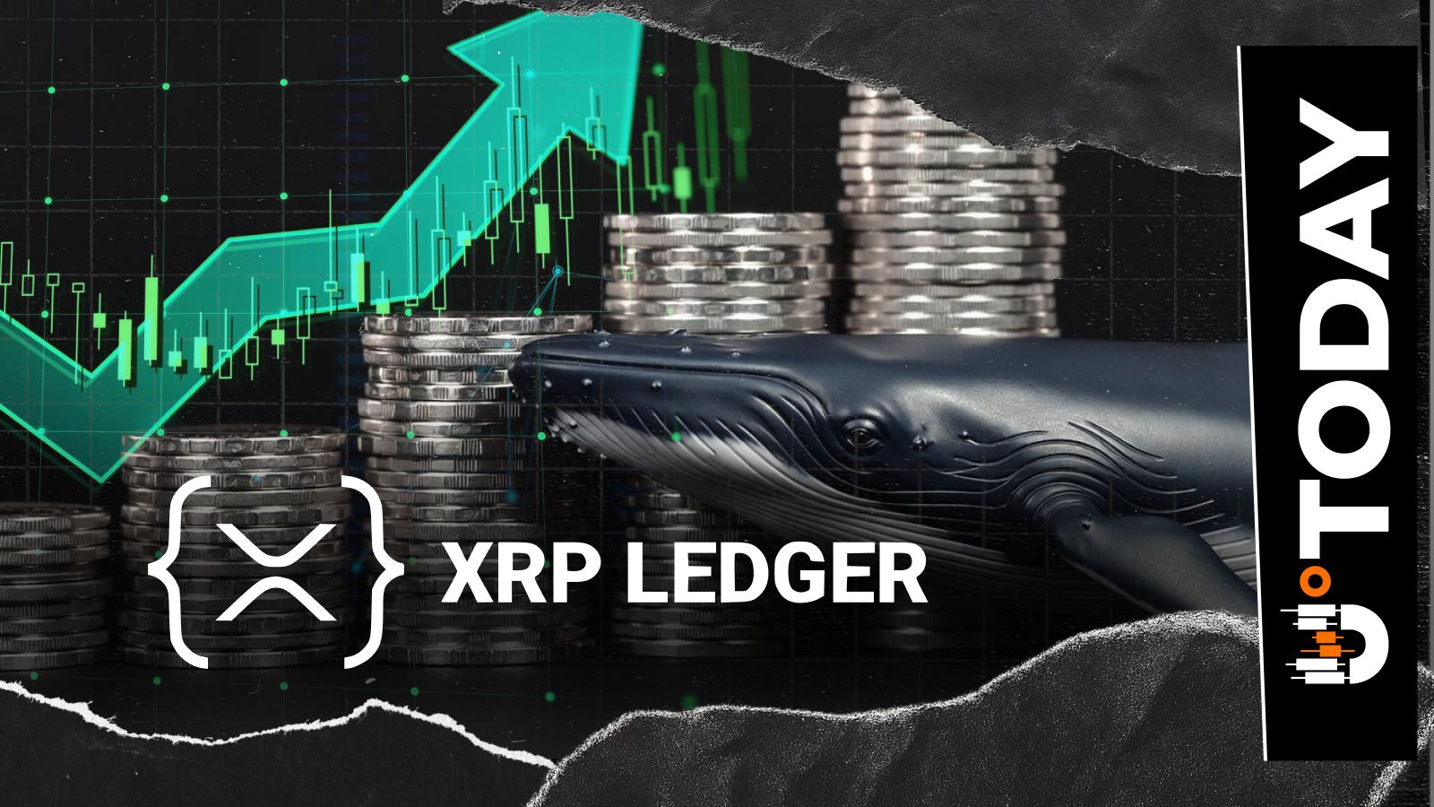 XRP Ledger Hits 3 Month High in Whale Activity, What It Means for Price?