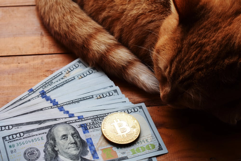 Shiba Inu (SHIB) Rival Cash Cat (CASHCAT) Drops 33% and May Go Down Even More