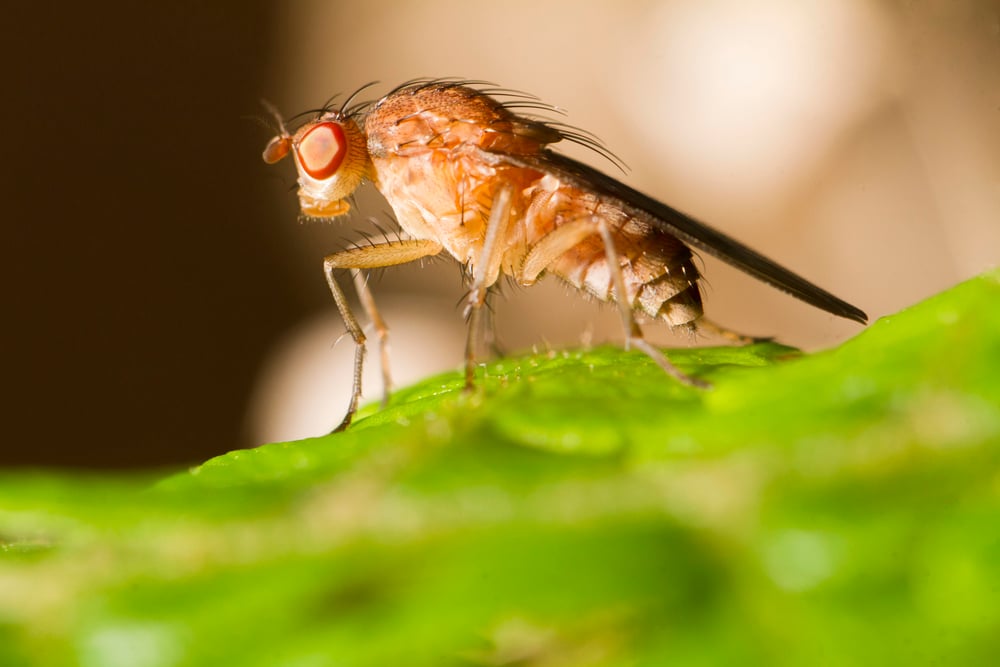 Bitcoin's Weirdest Trader Yet? Fly Brain Just Makes Profit