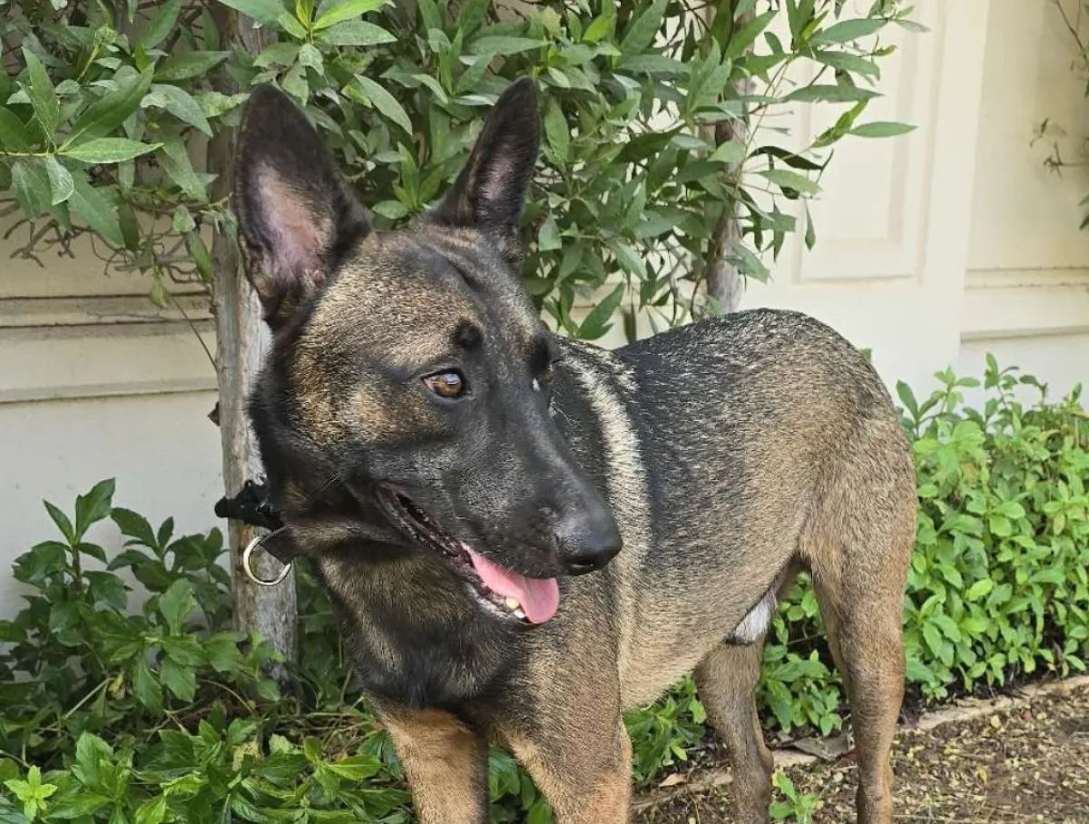 BREAKING: Binance's CZ Reveals Name of His Dog Amid Memecoin Speculation