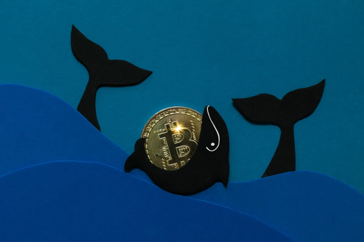 Bitcoin Whale Wallets See Major Rebound