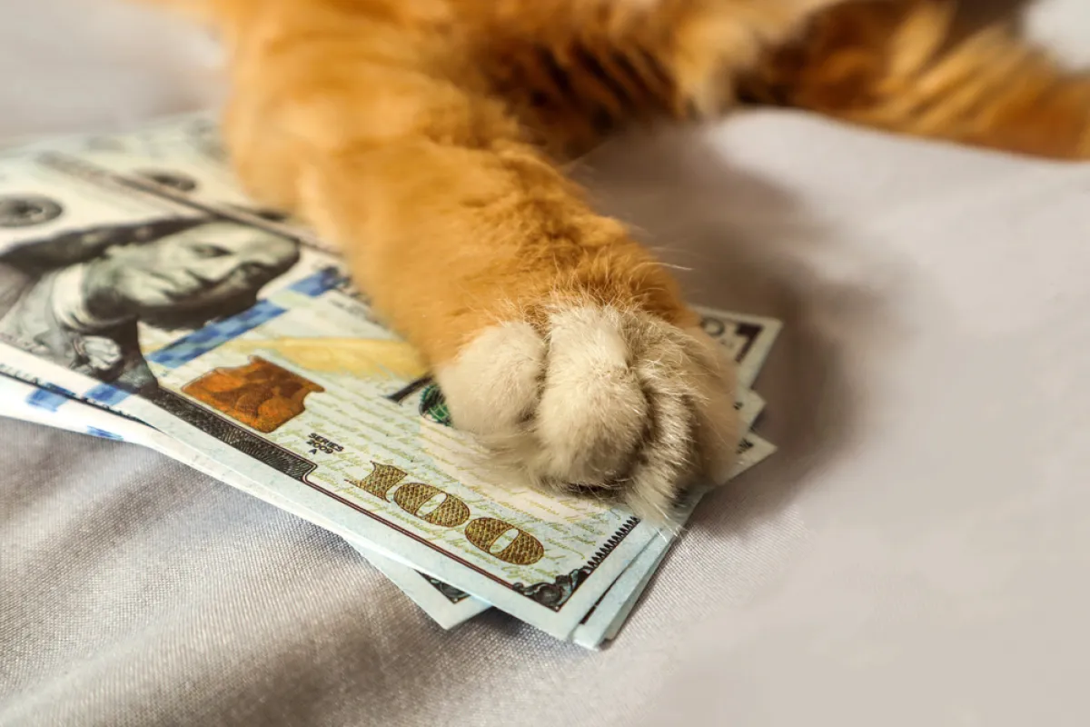 Could Top-Profit Cashcat (CASHCAT) Whale Be an Insider? 90% of His Sales Had Perfect Timing