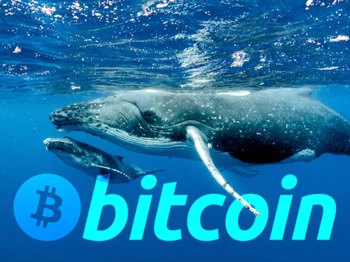 bitcoin whale list