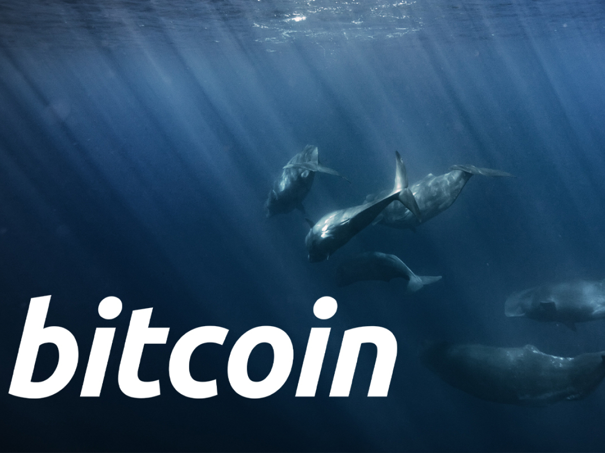 bitcoin whales buying dip