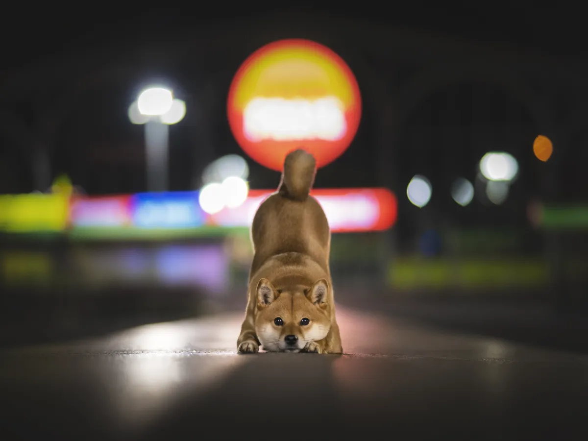 Dogecoin Rival Soars 30 Percent On Coinbase Listing