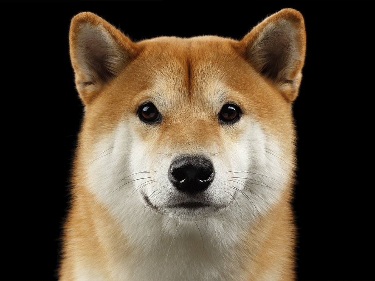 coinbase shiba inu crash