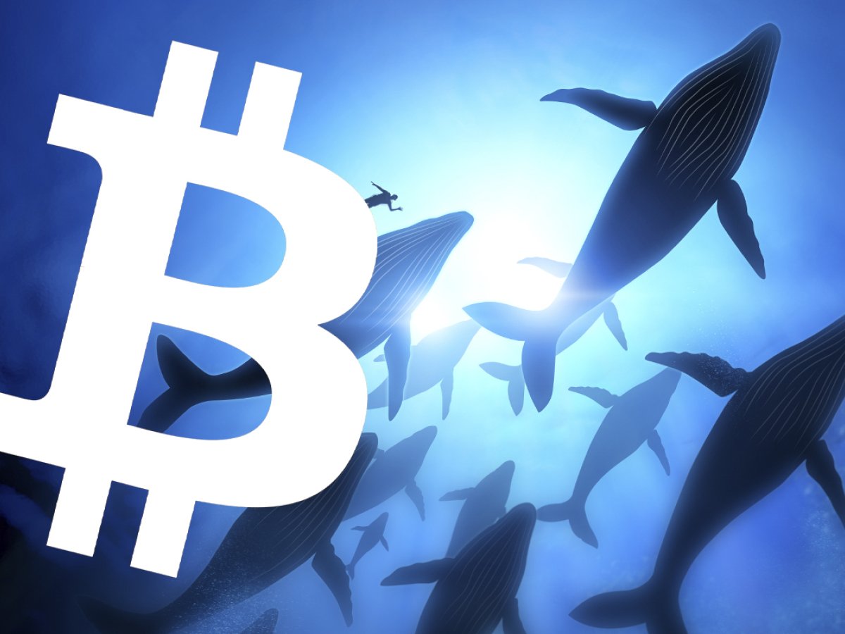 Top 10 bitcoin whales 2. BTC Whale. Crypto anonymous.