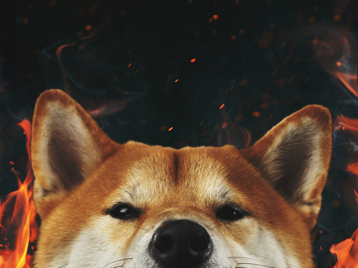 Shiba burning