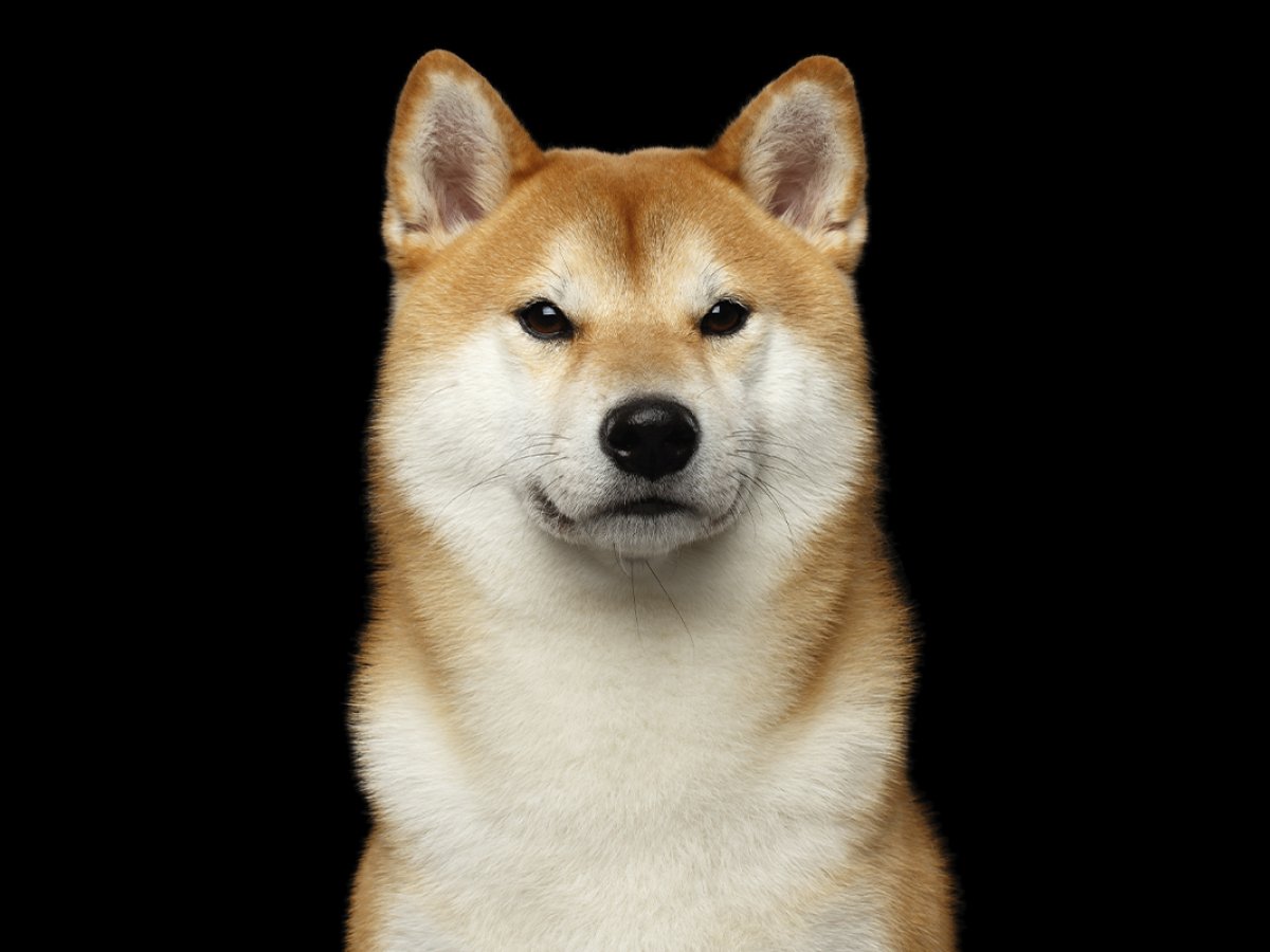 Shiba Inu Can Now Be Used to Purchase Land in SHIB