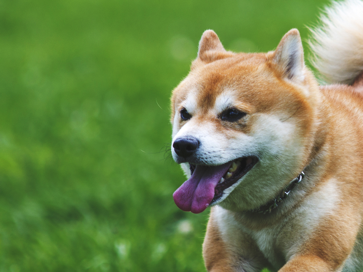 shiba-inu-holders-keep-adding-as-community-hits-new-milestones