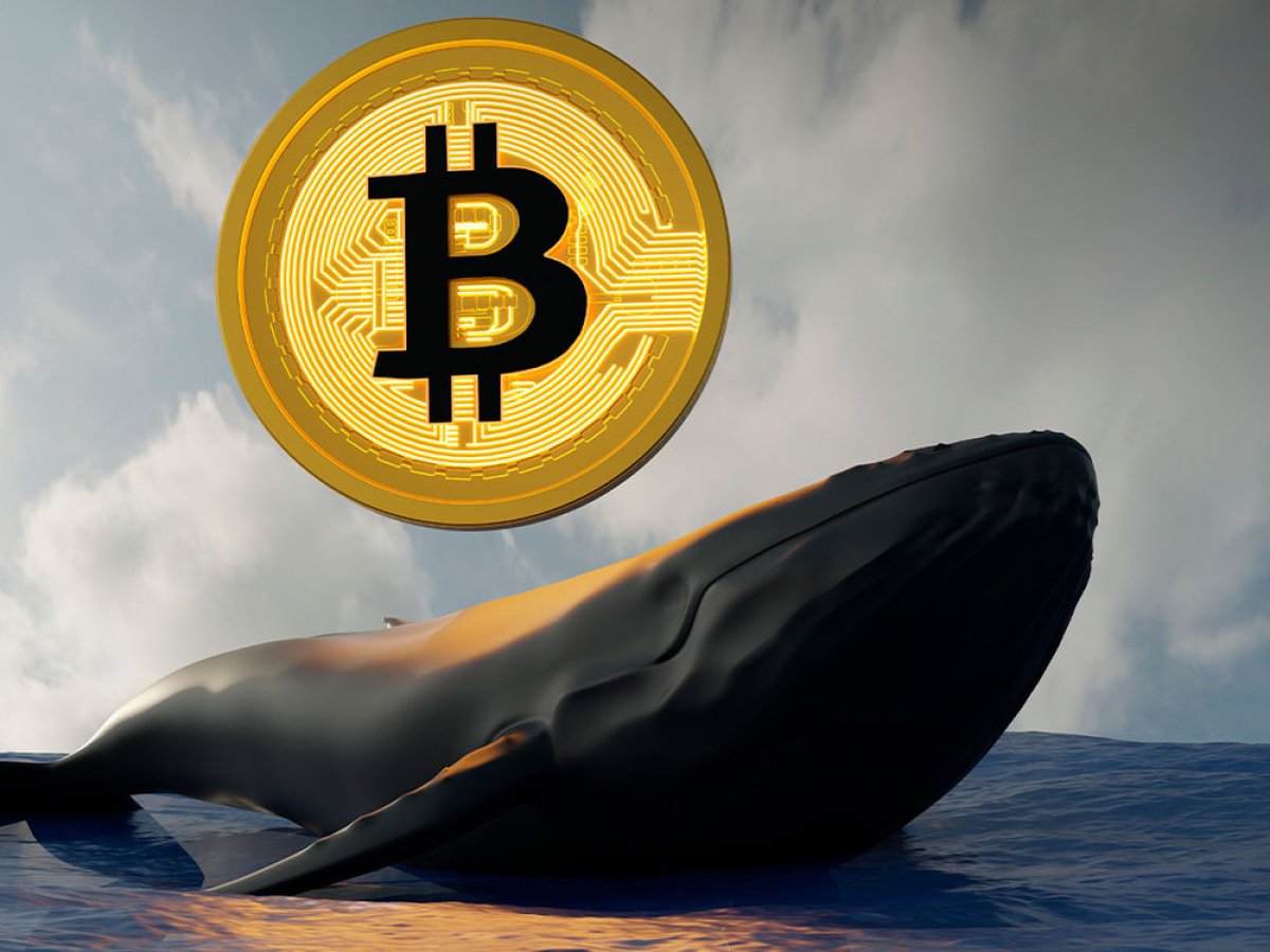 Bitcoin Whales Now Control 45.6% of BTC Supply & Continue to Aggressively Accumulate 9 Bitcoin Whales Now Control 45.6% of BTC Supply & Continue to Aggressively Accumulate