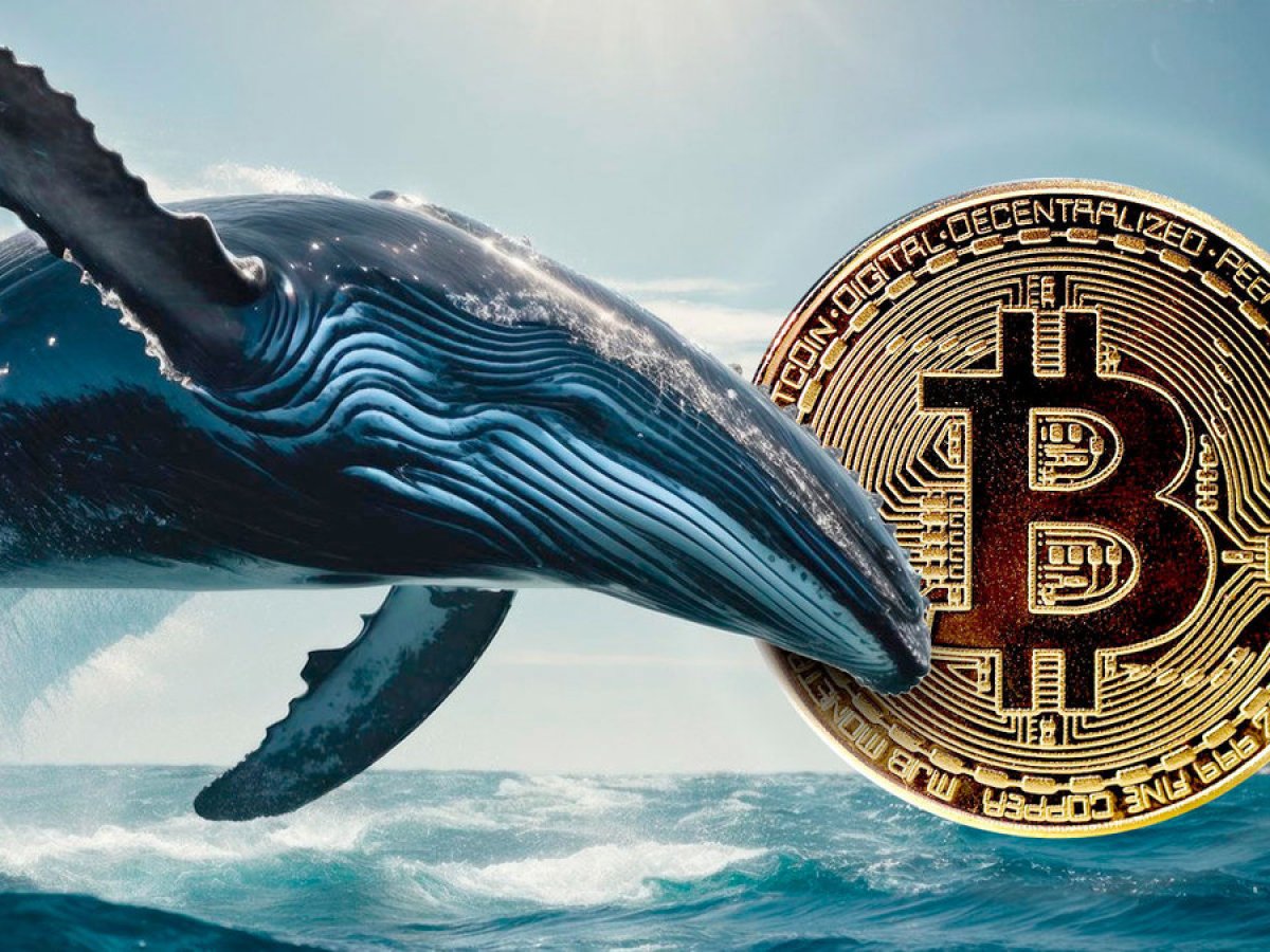 Bitcoin Whales Unleash Crazy $4.26 Billion Shopping Spree