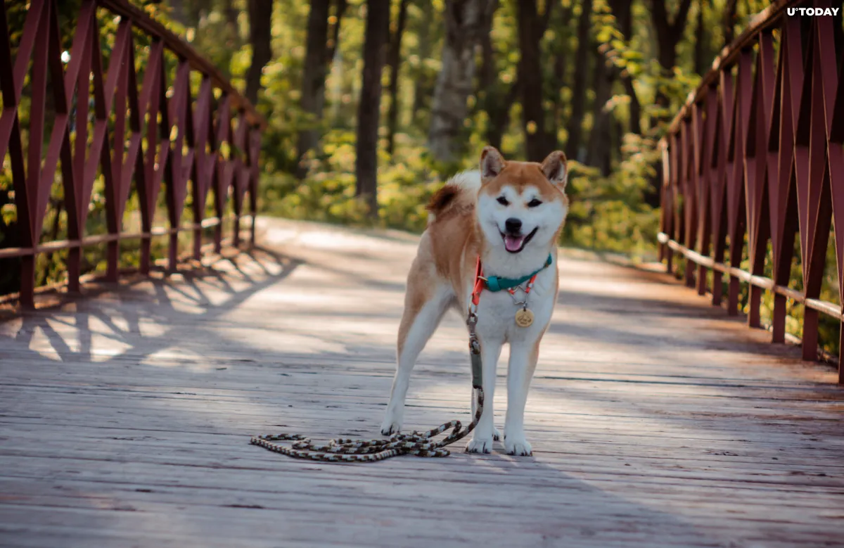 Shiba Inu Founder Deletes All Social Media Information