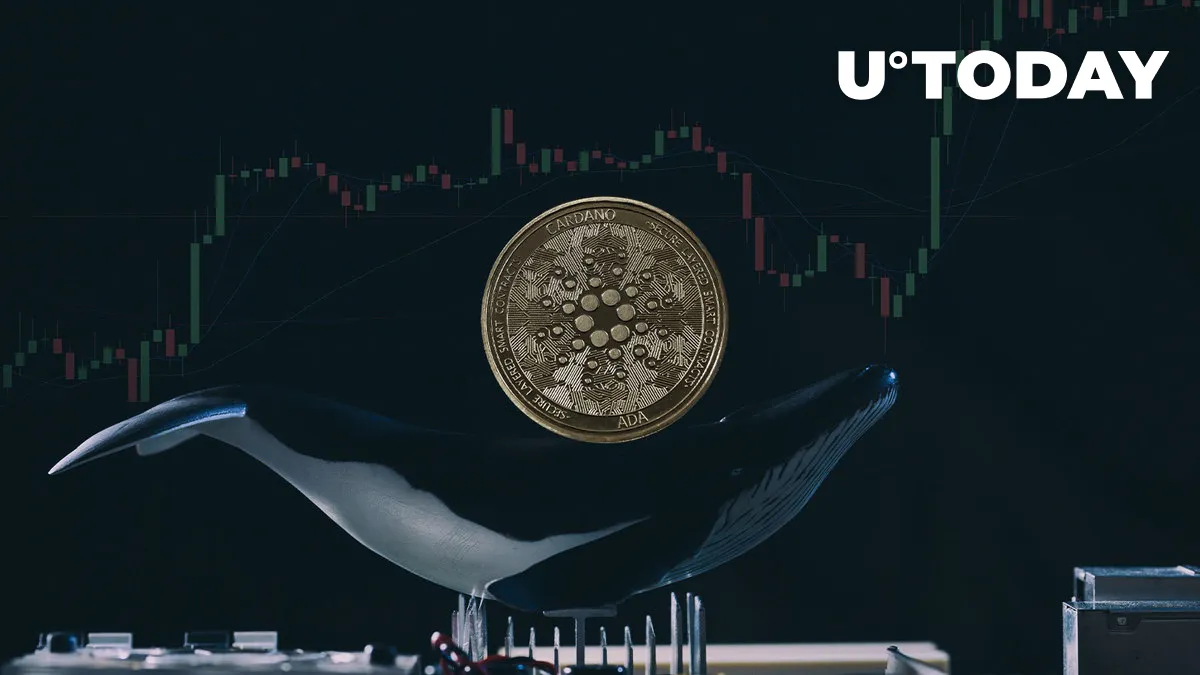 Cardano’s Big Day Arrives, Whales Grab ADA in Last-Minute Rush