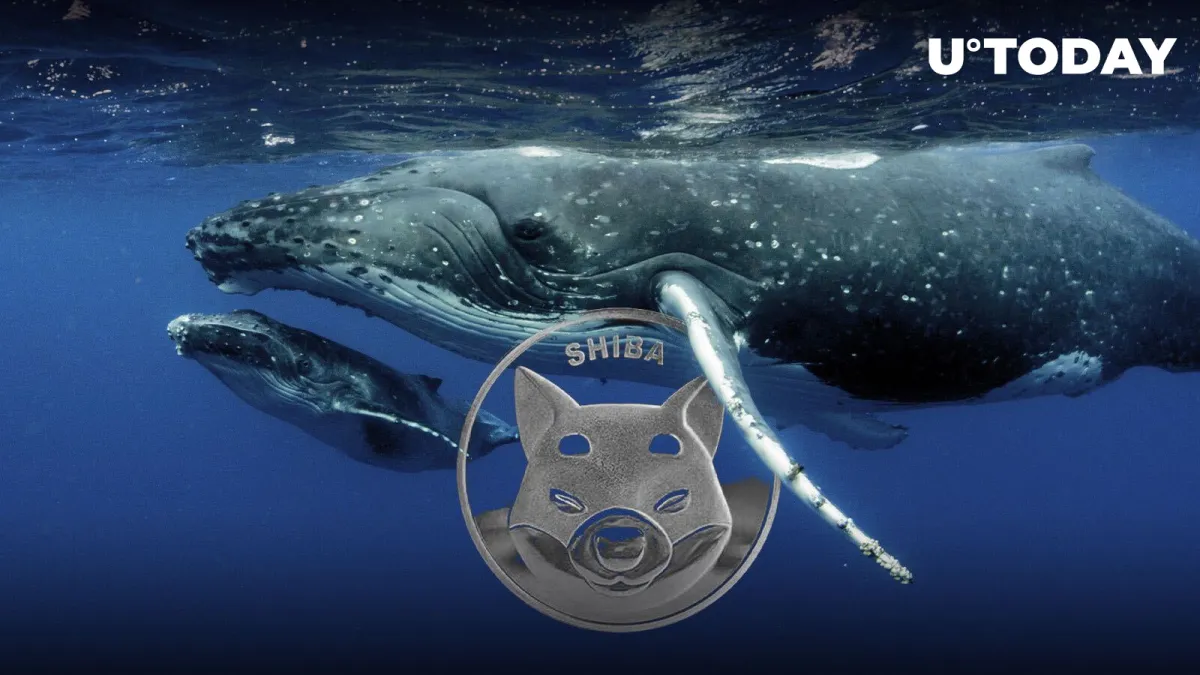 Shiba Inu Whale Spends $2 Million on SHIB, Taking Advantage of 8% Drop