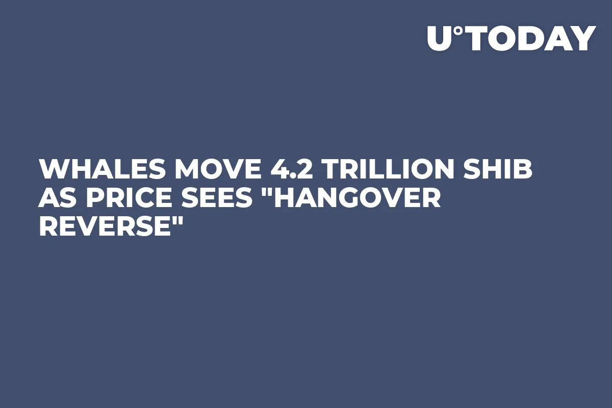 Whales Move 4.2 Trillion SHIB as Price Sees "Hangover Reverse"