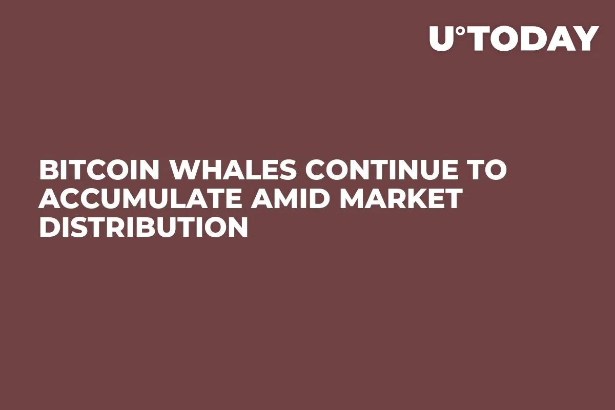 Bitcoin Whales Continue to Accumulate Amid Market Distribution